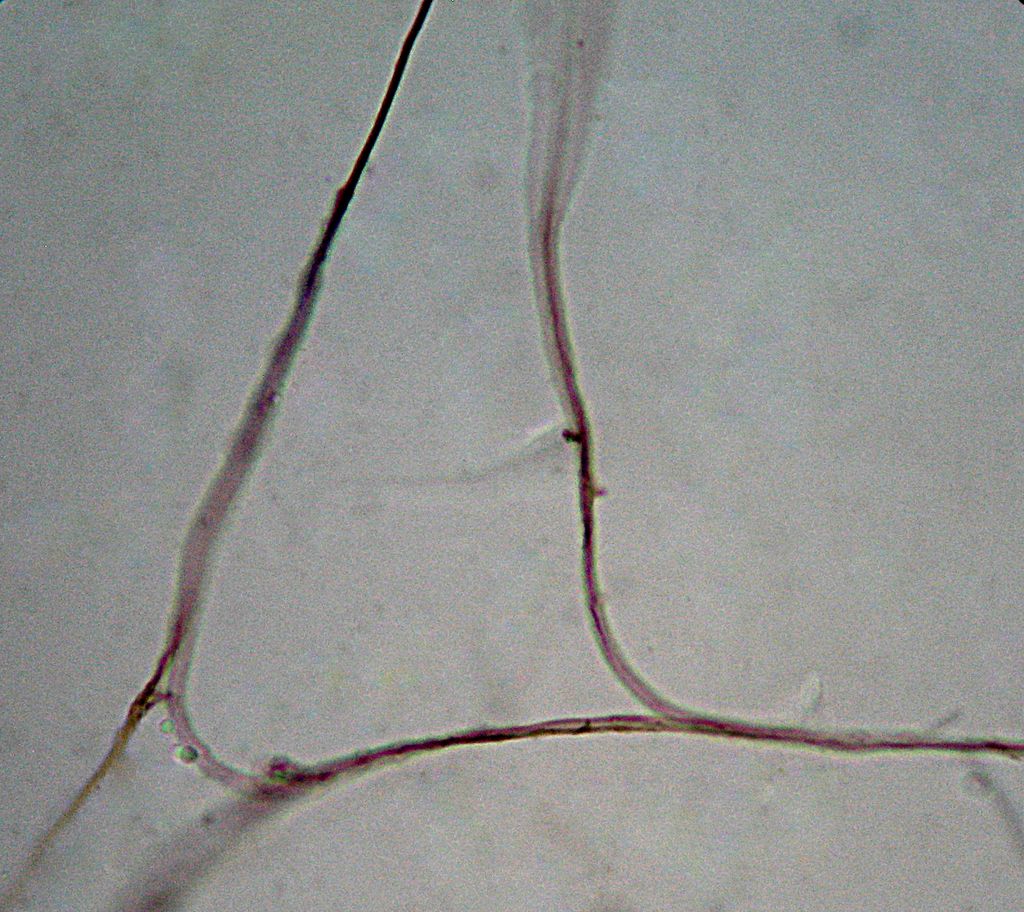 Diderma microcarpum